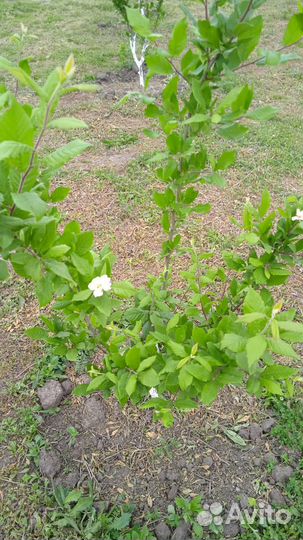 Мушмула Германская