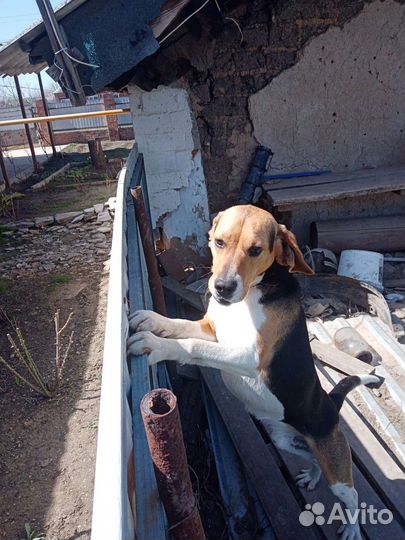 Собака в добрые руки