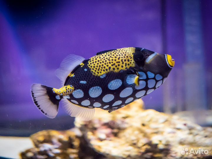 Рыбка Спинорог Крупнопятнистый