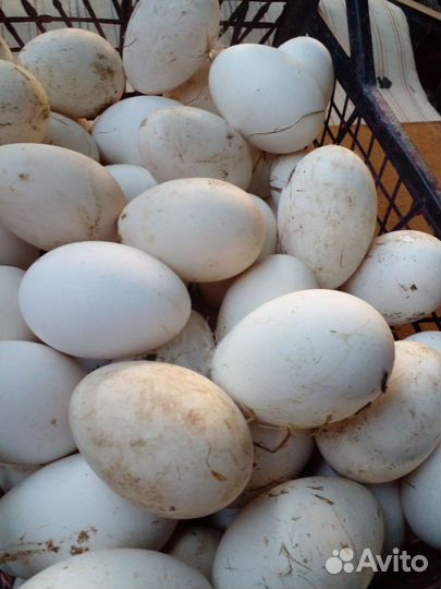 Инкубационное яйцо гусей