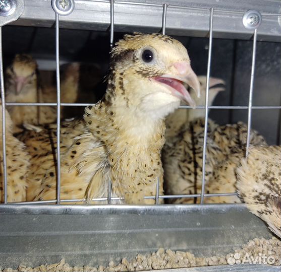 Перепела подрощенные