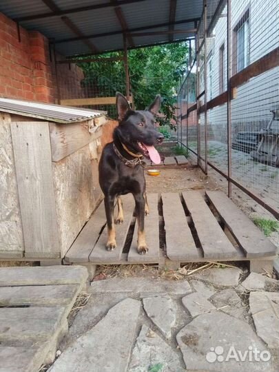 Австралийский келпи