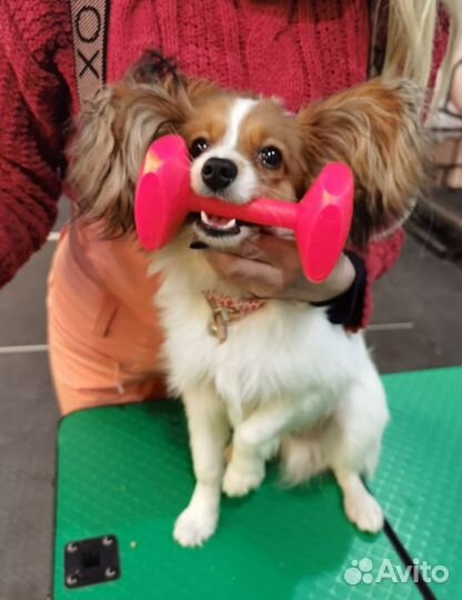 Дрессировка собак