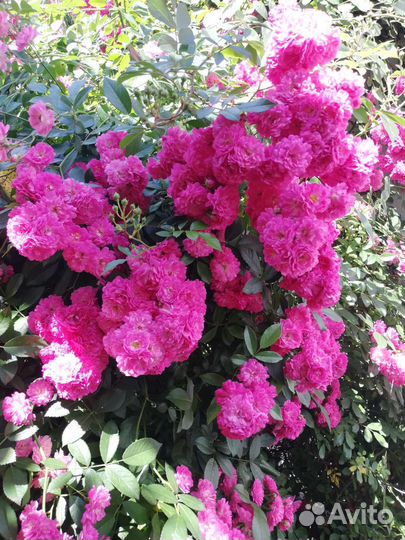 Черенки розы супер эксцельза, рэд каскад