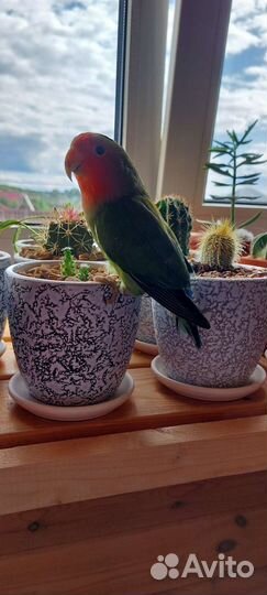 Попугай неразлучники