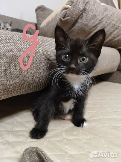 Отдам котят