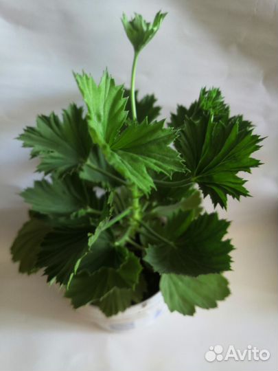 Пеларгония герань сортовая