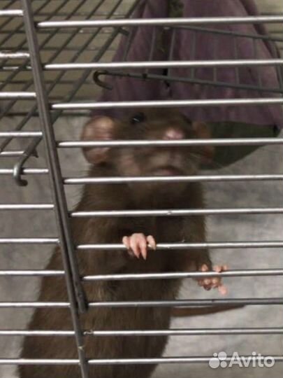 Крыска дамбо