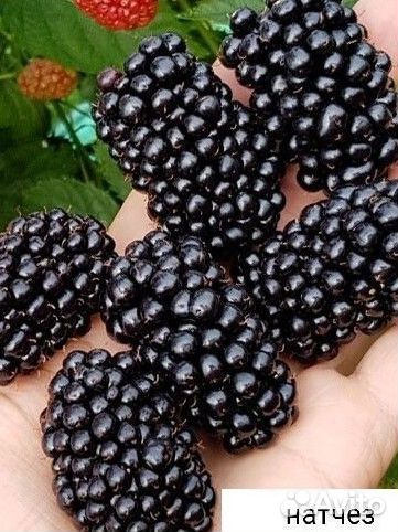 Саженцы ежевики и малины