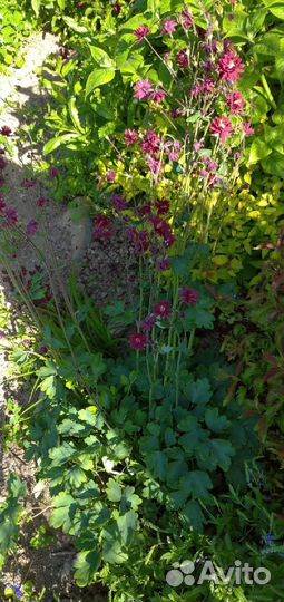 Цветы(растения) для сада