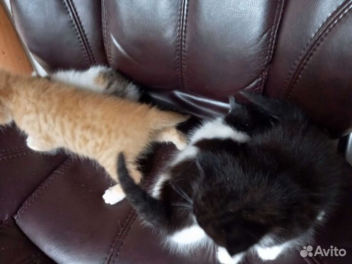 Котята отдам бесплатно