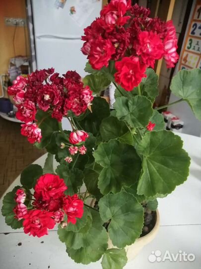 Сортрвая пеларгония Norrlan