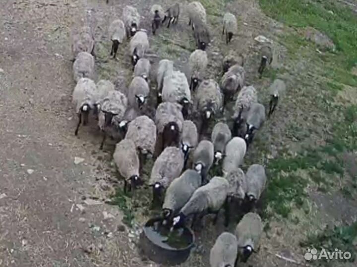 Романовские овцы племенные