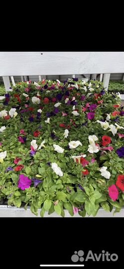 Рассада питуния, лаванда, лобелия