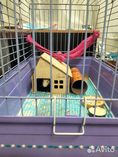 Домашние животные