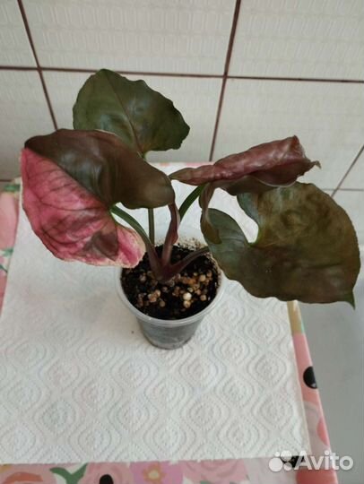 Сингониумы, монстера Альба