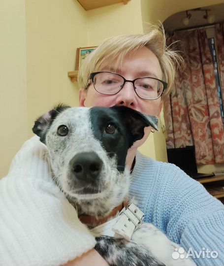 Собака компаньон Юмми в дар