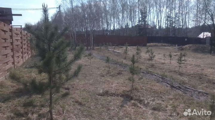 Саженцы сибирского кедра, кедровые орехи