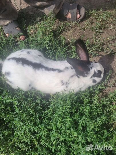 Кролики нпв