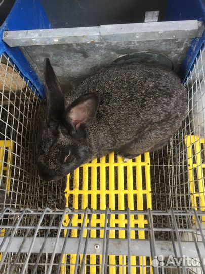 Кролики мясных пород