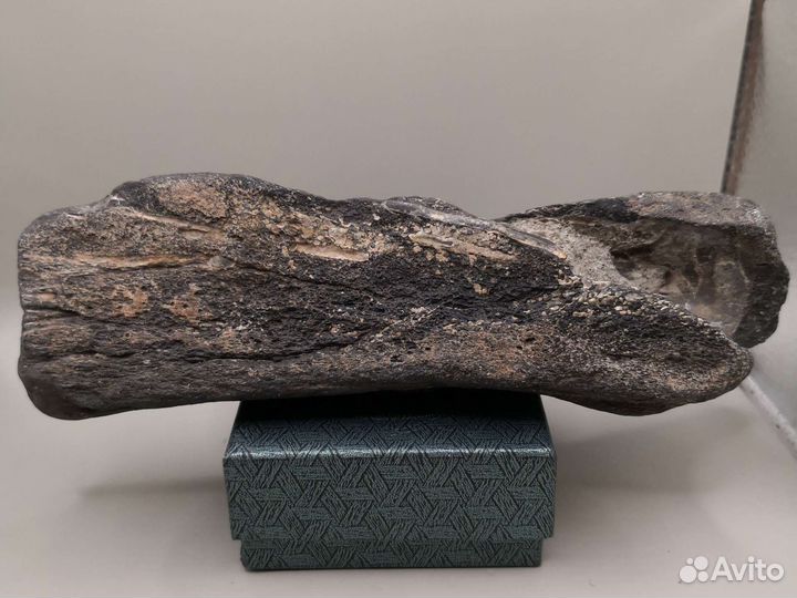 Окаменелая кость ископаемого кита Цетотерии