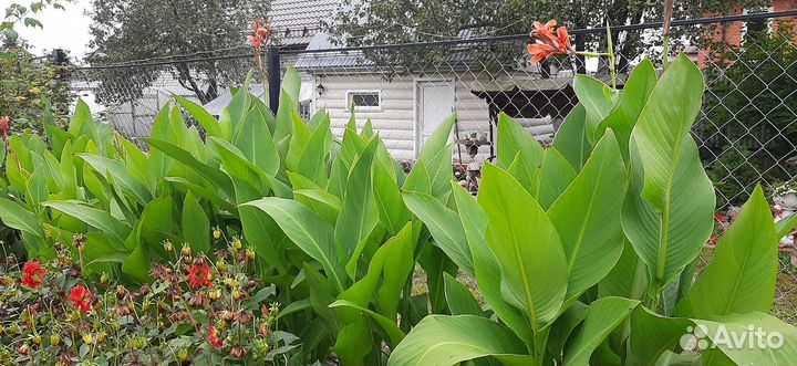 Клубни канны