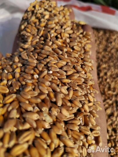 Пшеницу