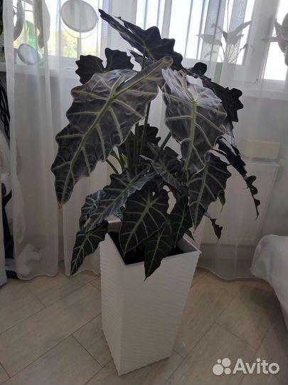 Алоказия полли 110 см высотой
