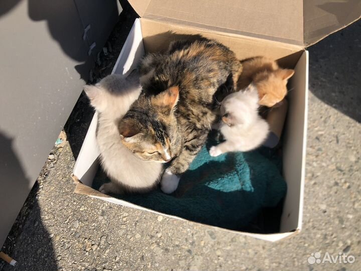 Котята в добрые руки мальчики