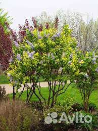 Сирень крупномер