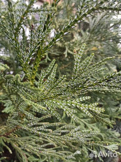 Туевик поникающий