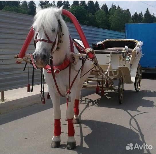 Прокат лошадей-обучение