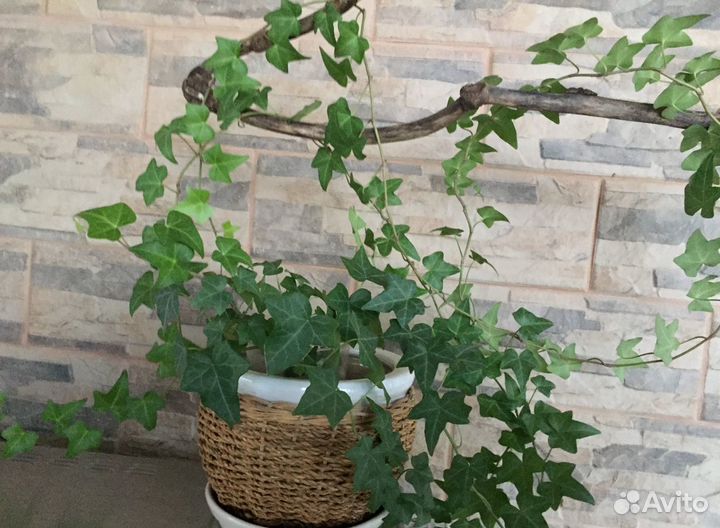 Плющ хедера и восковой - хойя / хоя