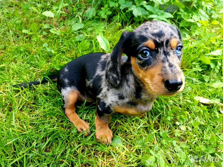 Щенки кроличьей таксы