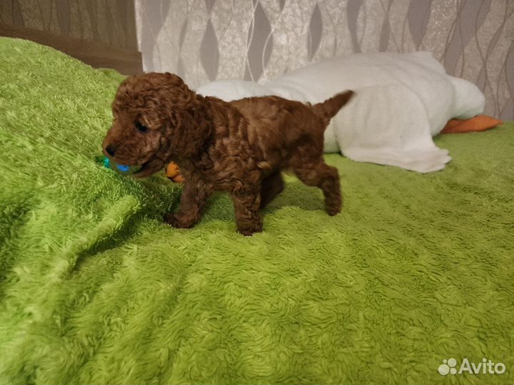 Щенки пуделя