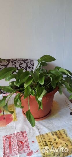 Дримиопсис