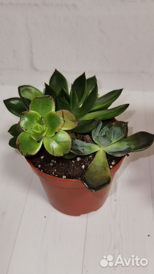 Суккуленты, эчеверия Миранда