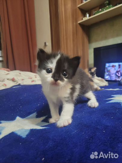 Кошки в добрые руки бесплатно