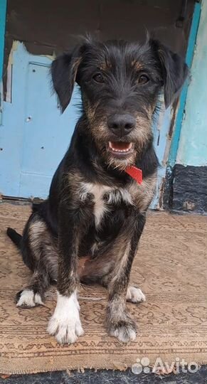 Собака в добрые руки