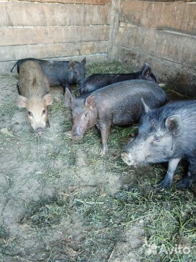 Дикий кабан и ветнамец помесь