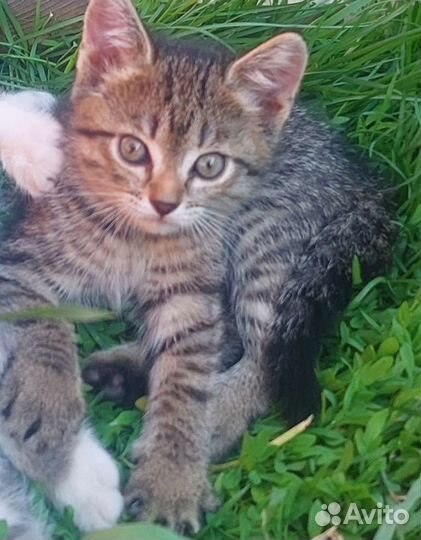 Малышка в дар