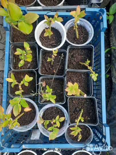 Укорененные черенки голубики