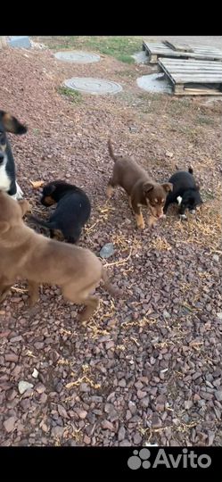 Щенки маленькой проды