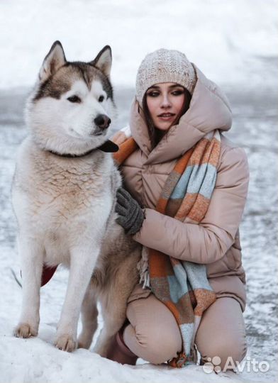 Вязка кобель