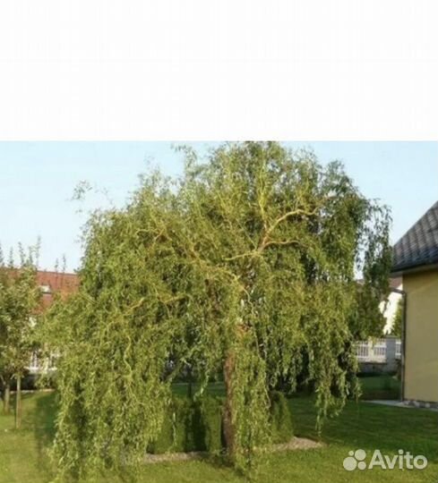 Ива извилистая