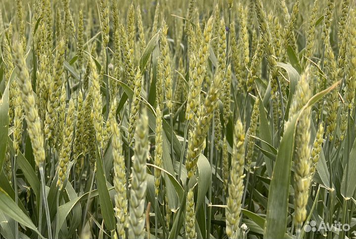 Озимая пшеница Стиль 18 (элита)