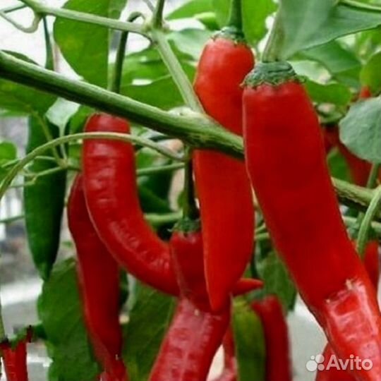 Перец острый Астраханский рассада