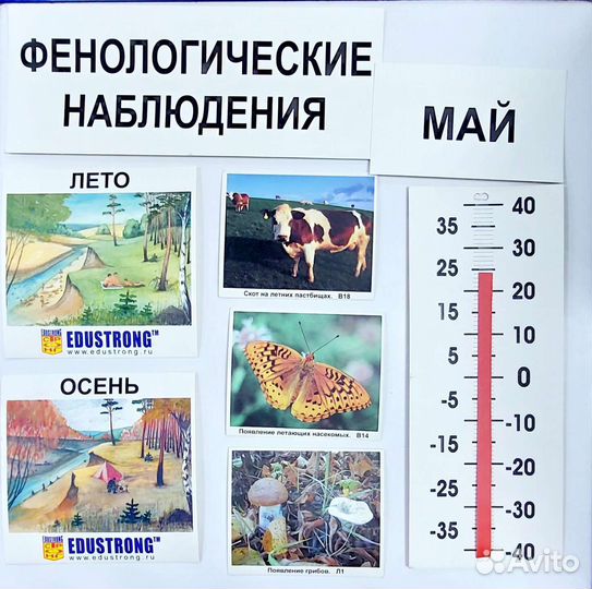 Фенологические наблюдения