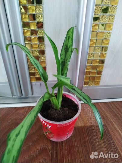 Аглаонемы, ктенанты