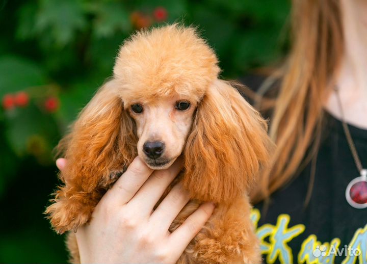 Той пудель щенки РКФ